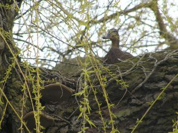 00066_Entenbrüten_Hilmar Tresselt.jpg